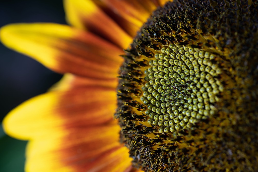 Sunflower showing example of golden ratio in centre