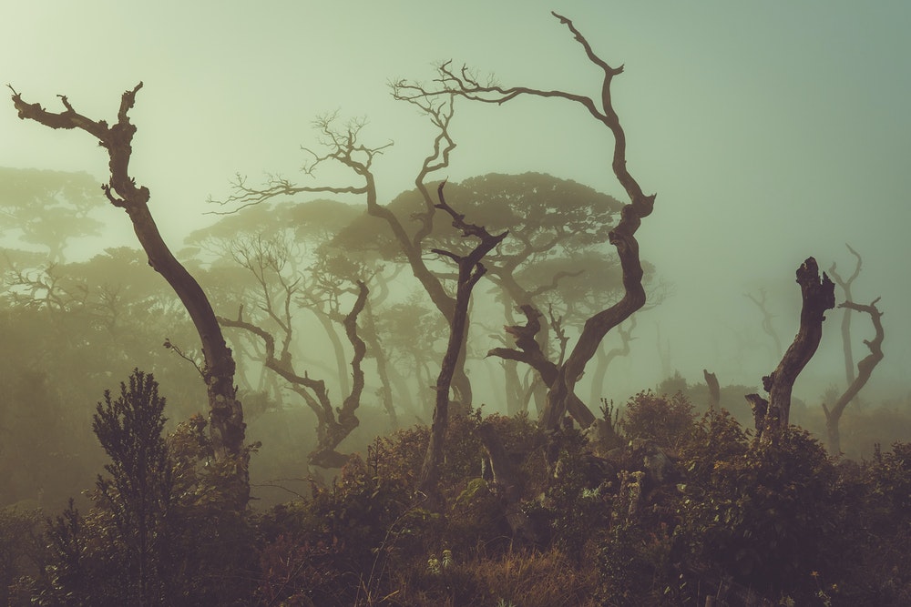 Example of moody botanical photography