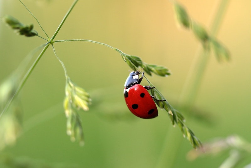 Macro photograph of a ladybug