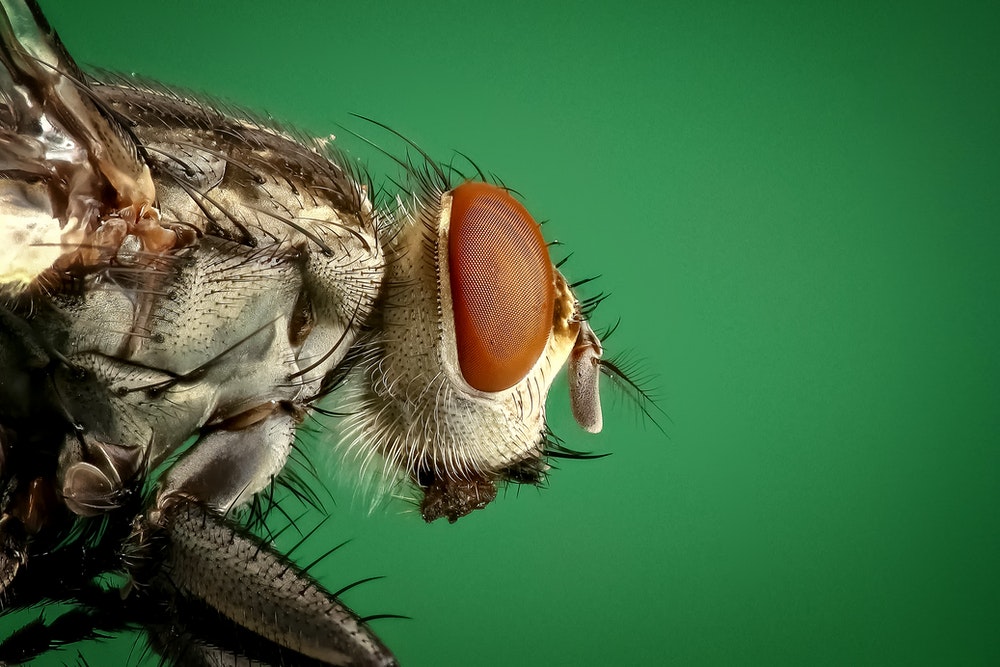 Clever macro photography of a fly