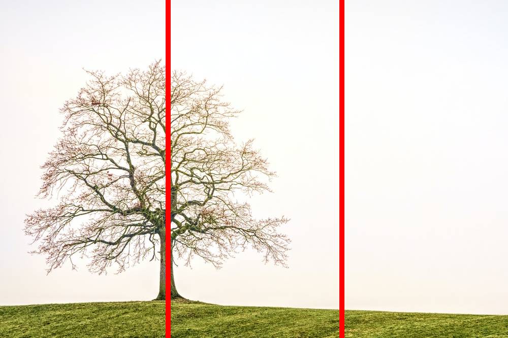 Photograph of tree with rule of thirds in red