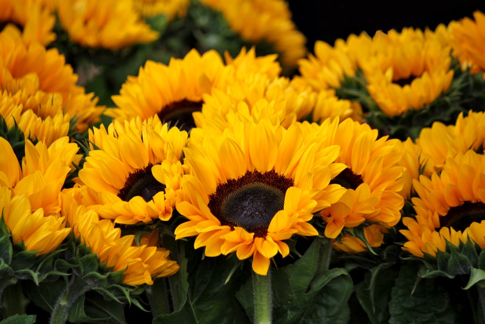 Botanical photography: sunflowers